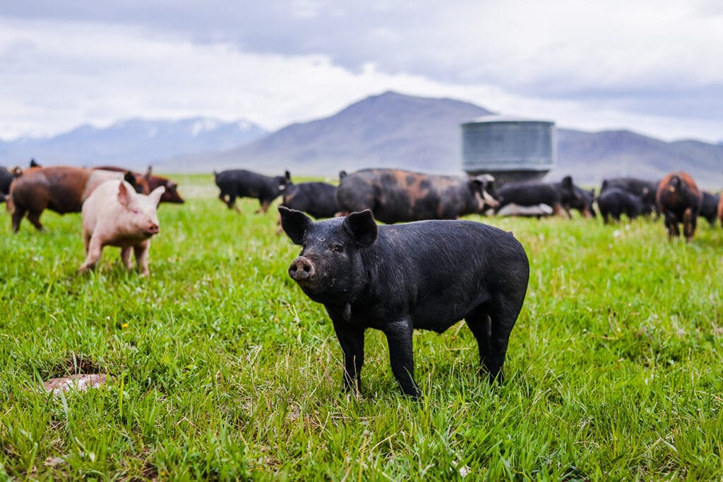 Image berkshire pork | Alderspring Ranch