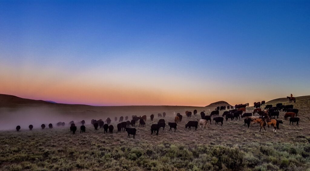 Alderspring Cattle on native central Idaho rangeland pastures.