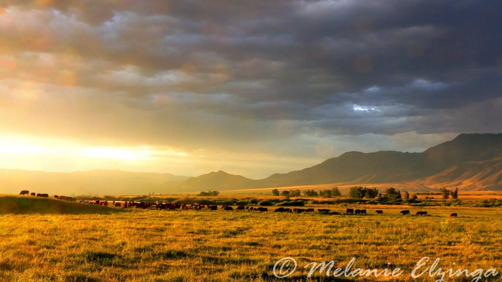 Alderspring Ranch Organic Grass Fed Beef: Where it's raised