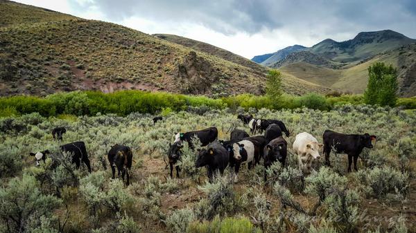 Growing the best grassfed organic beeves on native Idaho rangeland.