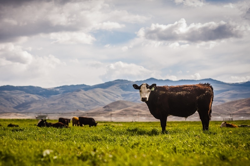 Become and Alderspring affiliate at Alderspring Ranch Organic Grass Fed Beef