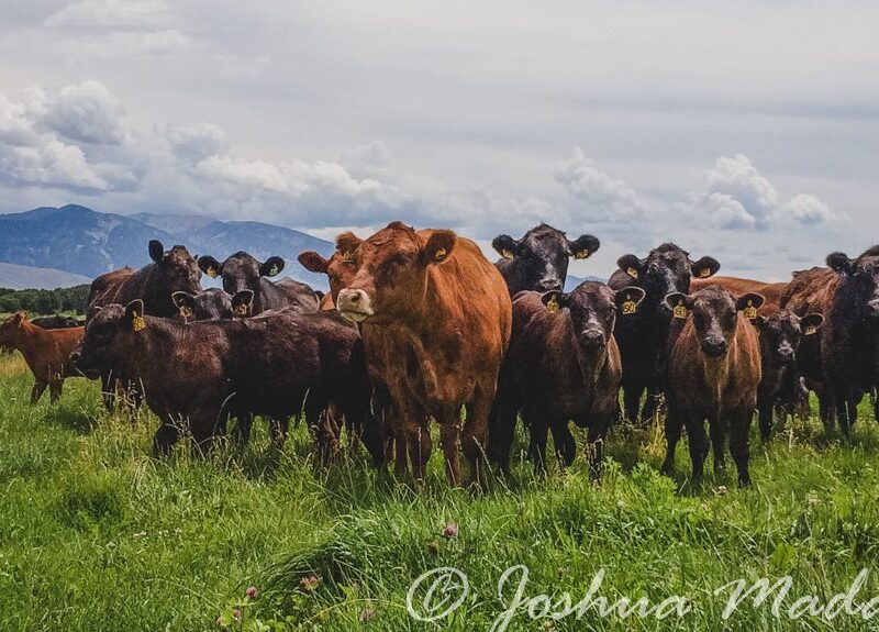 Grass Fed Organic Beef cattle from Alderspring Ranch