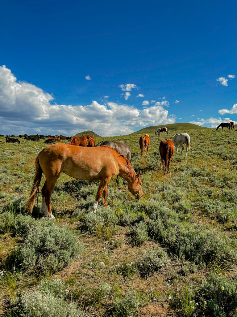 horses grazing in cow camp alderspring ranch