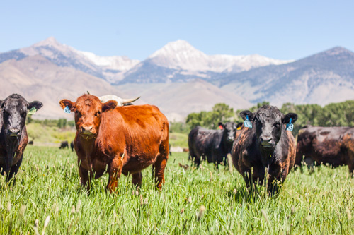 alderspring beef on grass