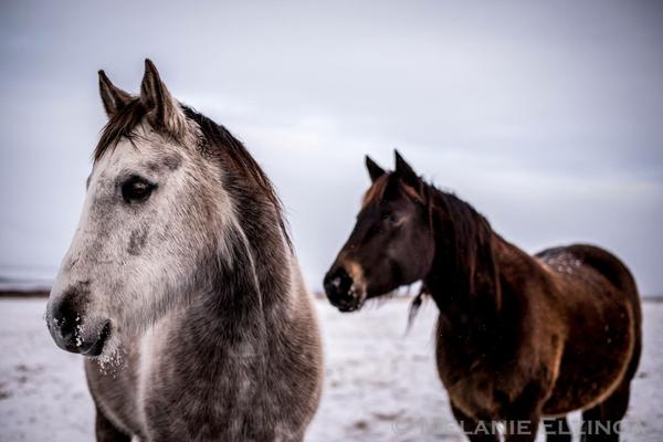 Horses