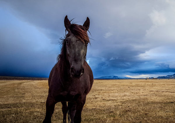 The wild Brumby, Chance.