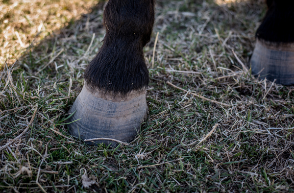 Chance's good hard feet have never seen a trim or shoe.