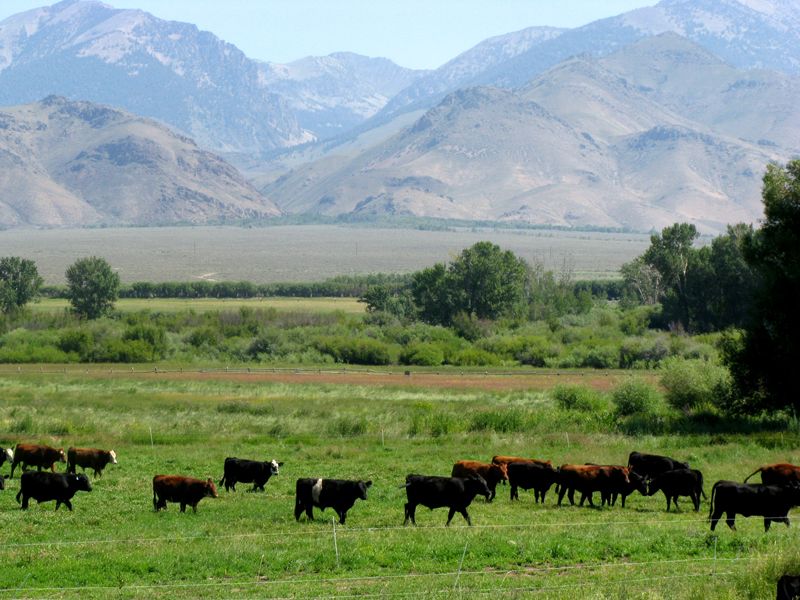 grassfed beef and ecoli Alderspring