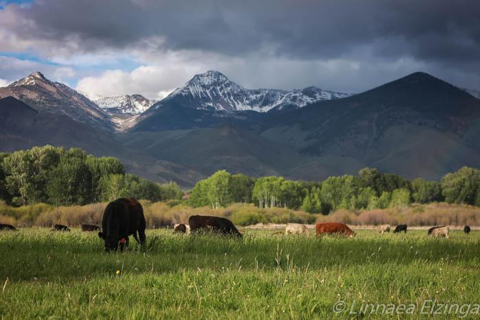 Alderspring Grass Fed cattle