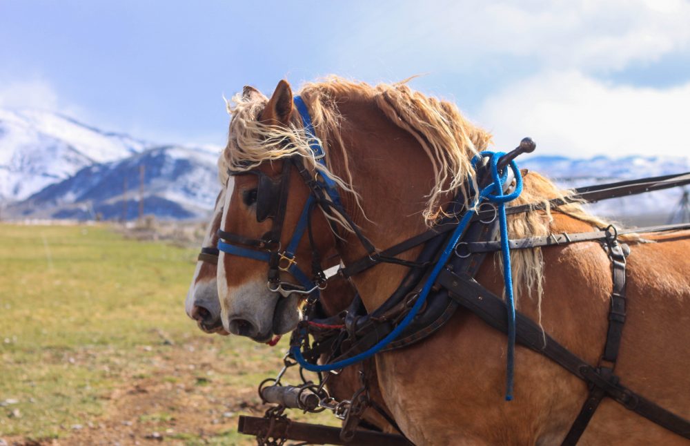 draft horse