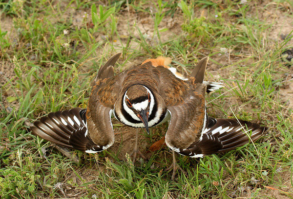 The killdeer's threat display