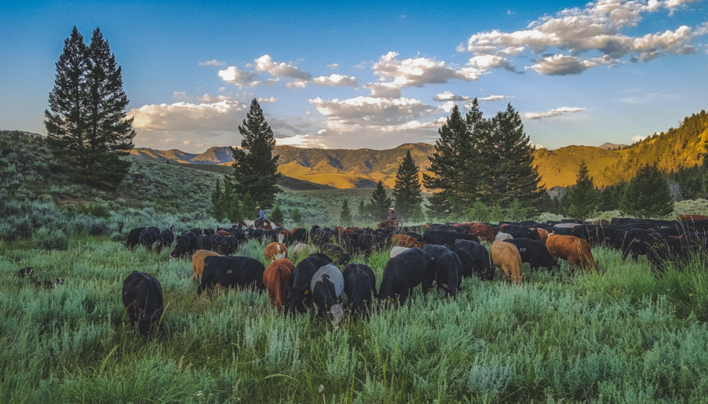 Alderspring Ranch Grass Fed Organic Beef Newsletter Image