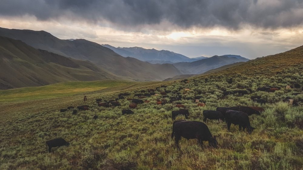 Alderspring beeves grazing the range