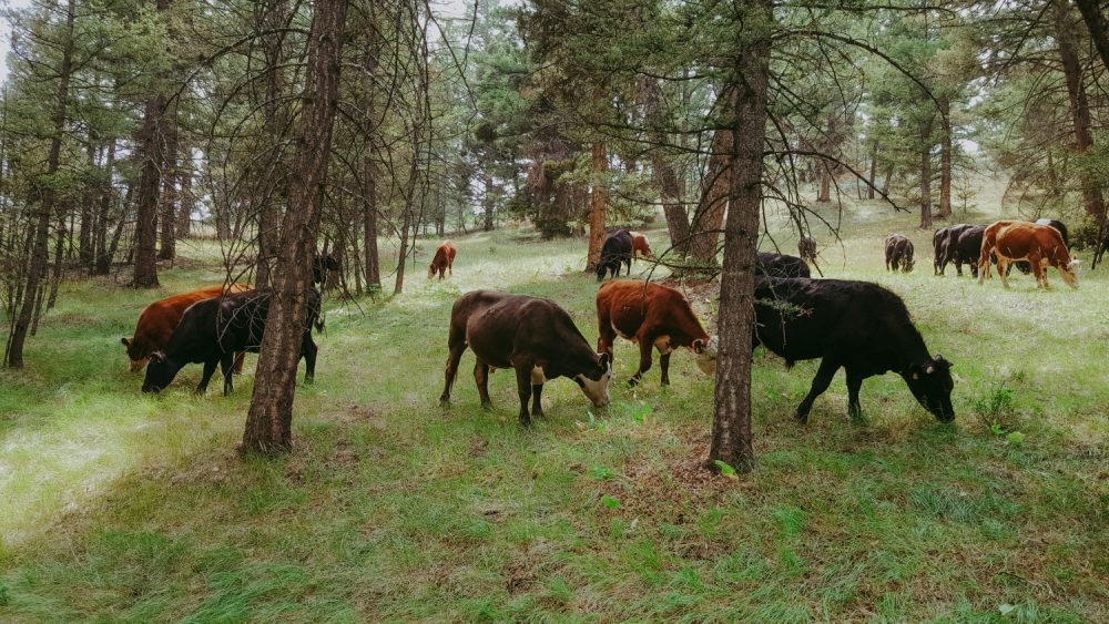 Open conifer savannah grazing