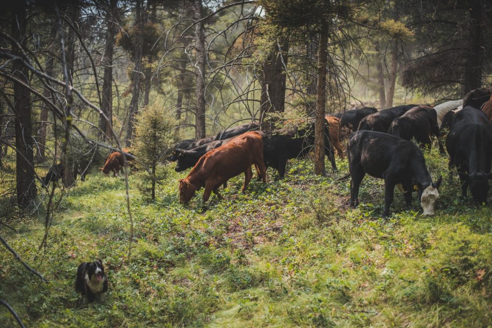 cattle grazing in open woods