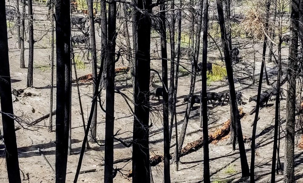 fire scarred woods