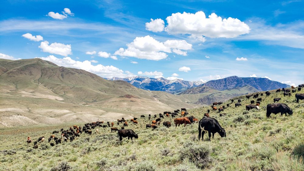 Cattle Grazing on Rangeland Pasture