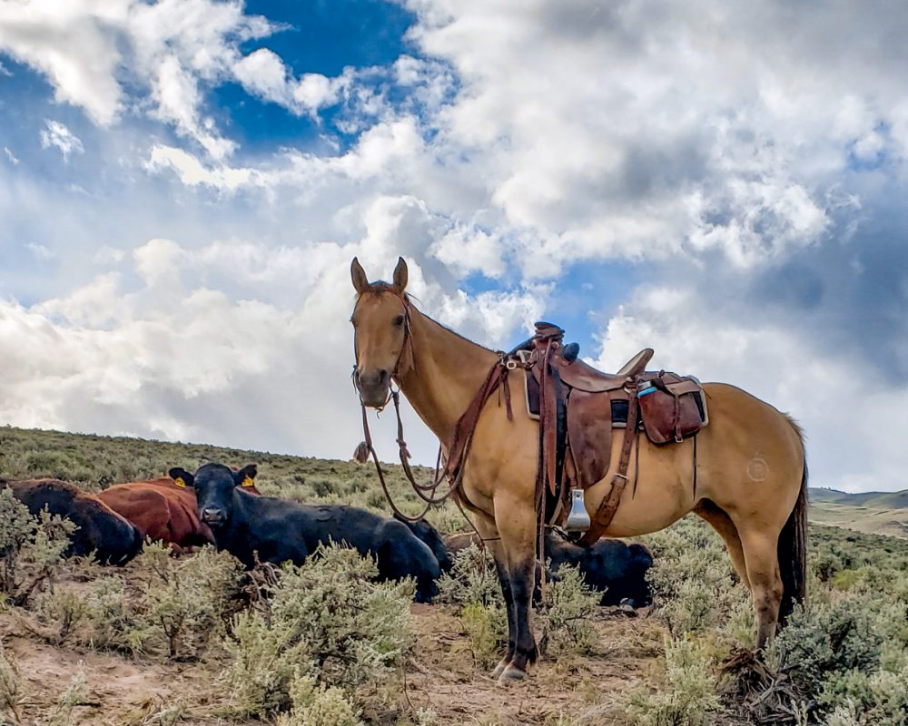 Cattle and Horse on Range