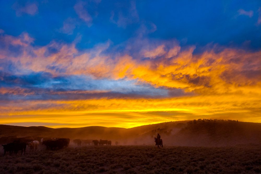 Bringing Herd Back to Camp Sunset