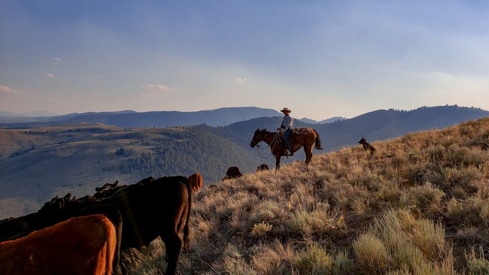 Range Rider on High Ridge with Cattle