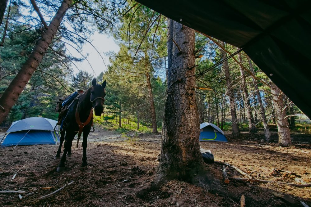 Saddling Up In Cow Camp