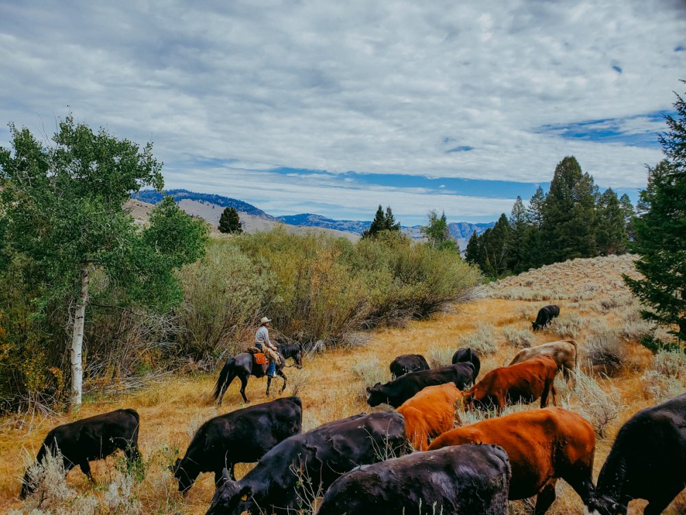 Herding Beef Cattle on the Alderspring Range