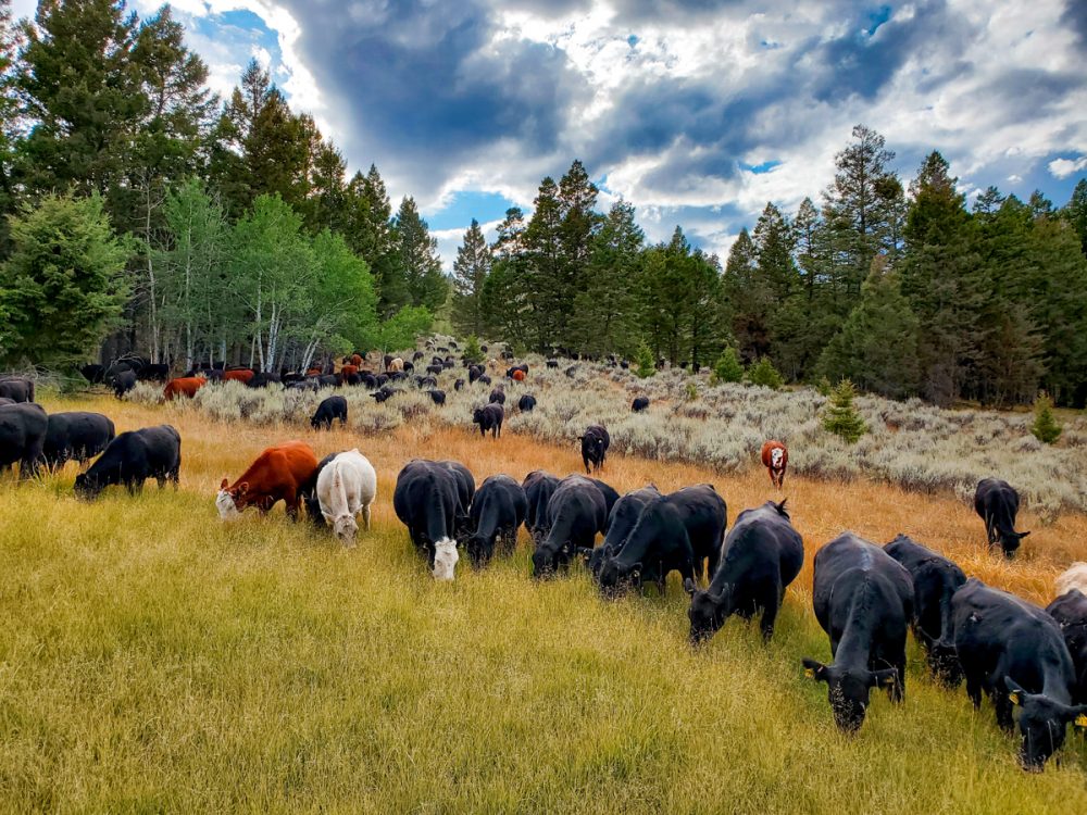 Cattle Grazing High Mountain Pasture