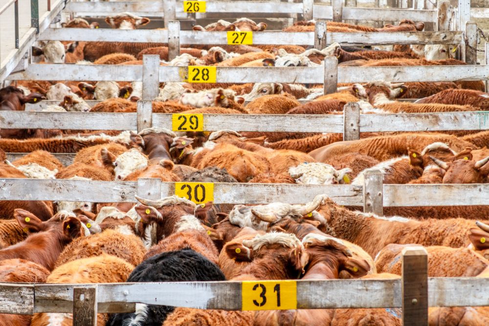 Cattle in Feedlot