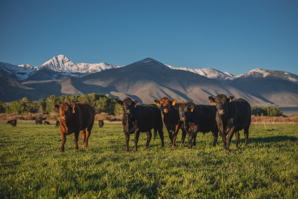 Alderspring Ranch Beeves on Grass Pasture