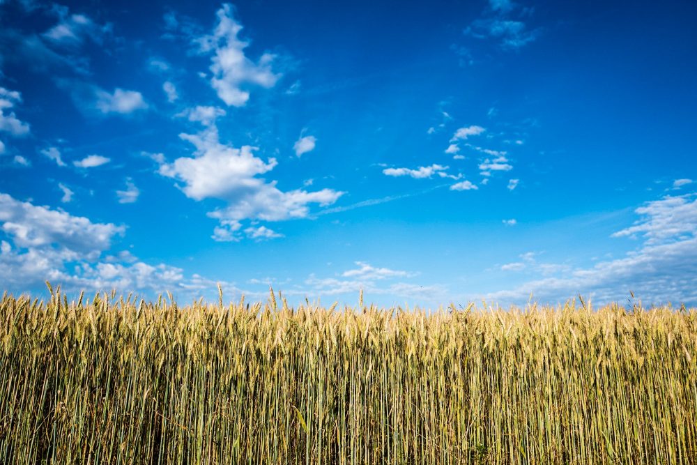 corn field